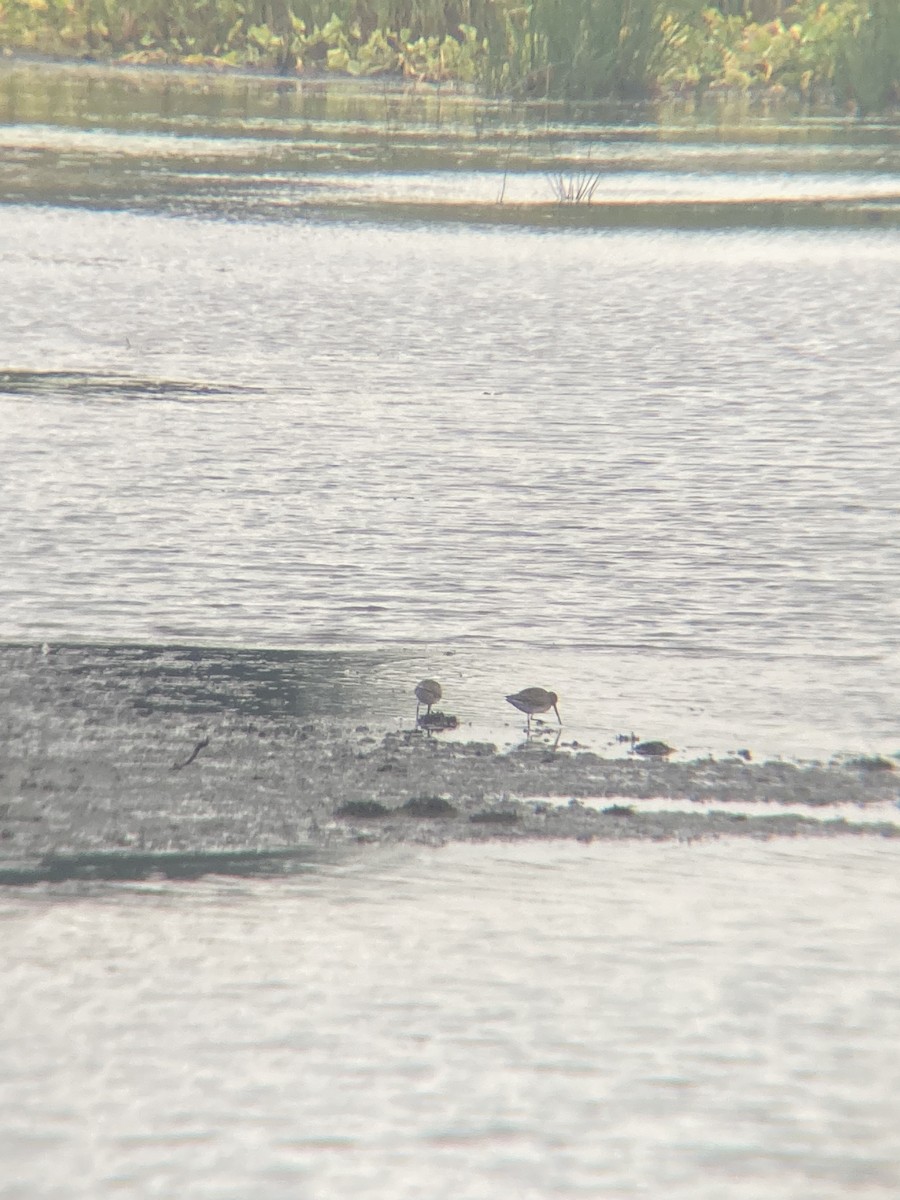 Long-billed Dowitcher - ML643695029