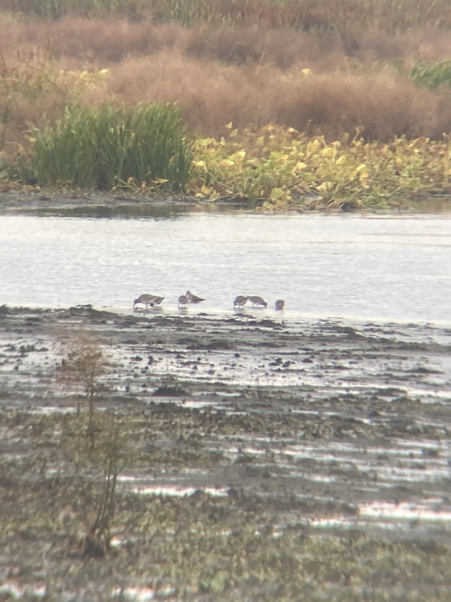 Long-billed Dowitcher - ML643695030
