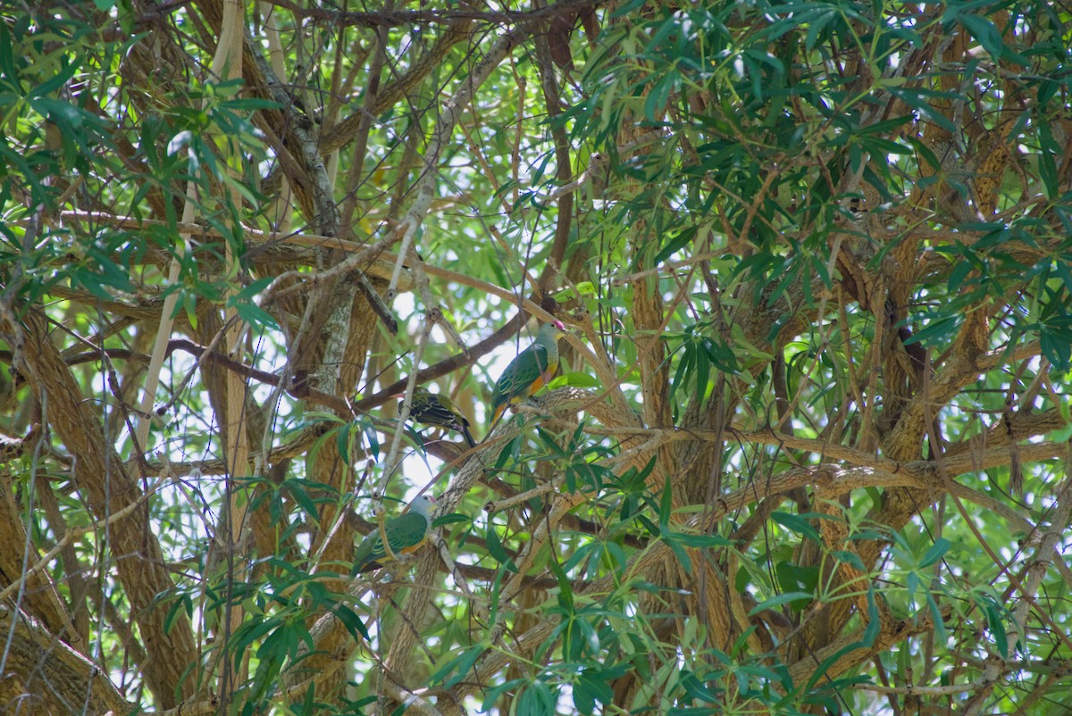 Rose-crowned Fruit-Dove - ML643695032