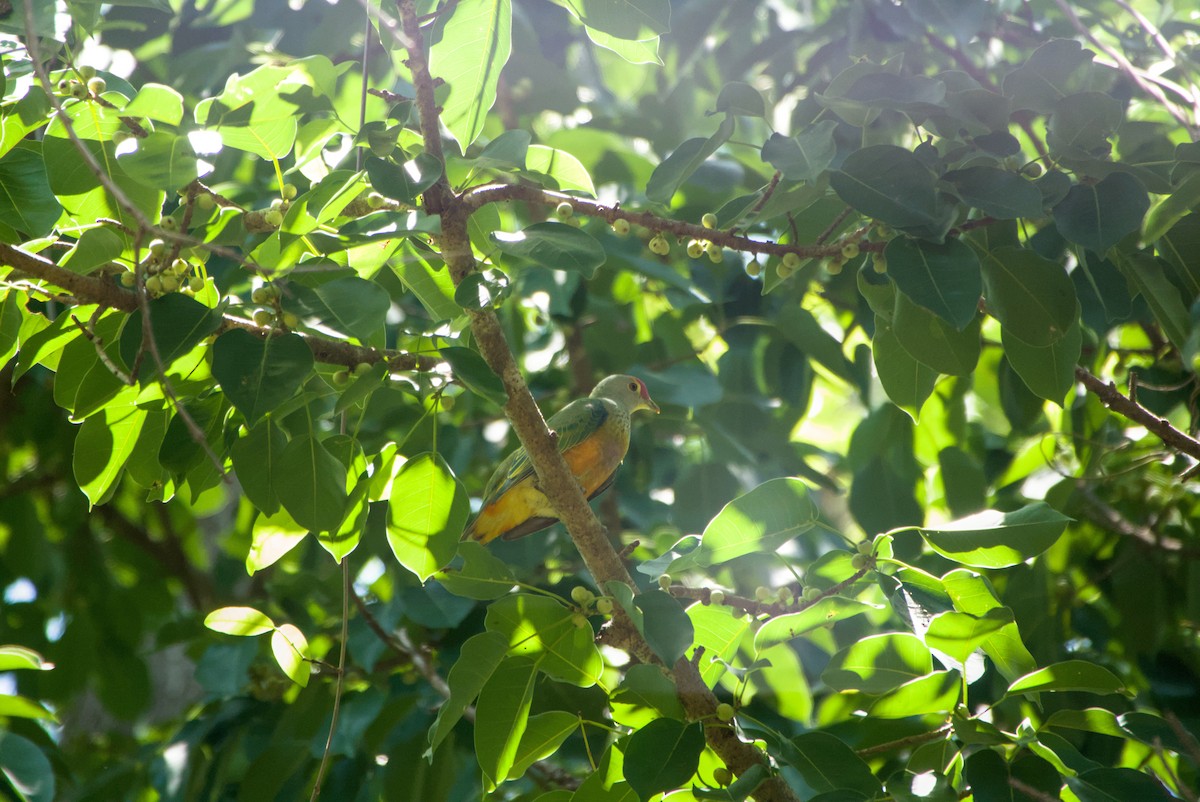Rose-crowned Fruit-Dove - ML643695033