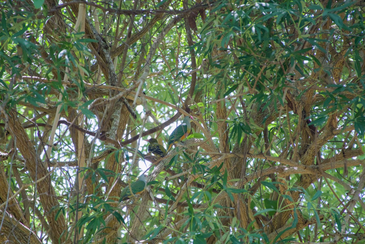 Rose-crowned Fruit-Dove - ML643695034