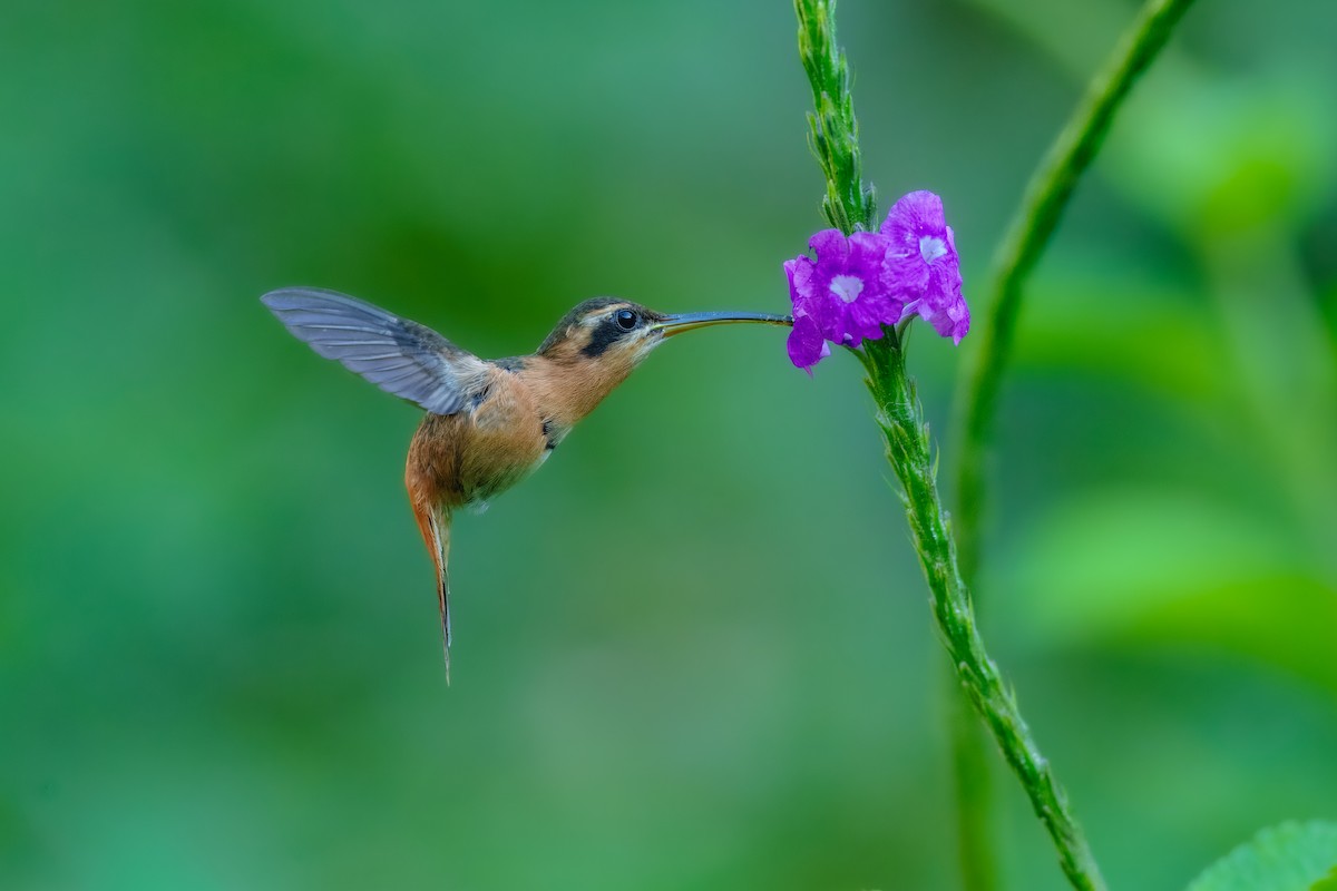 Rotschattenkolibri - ML643695037