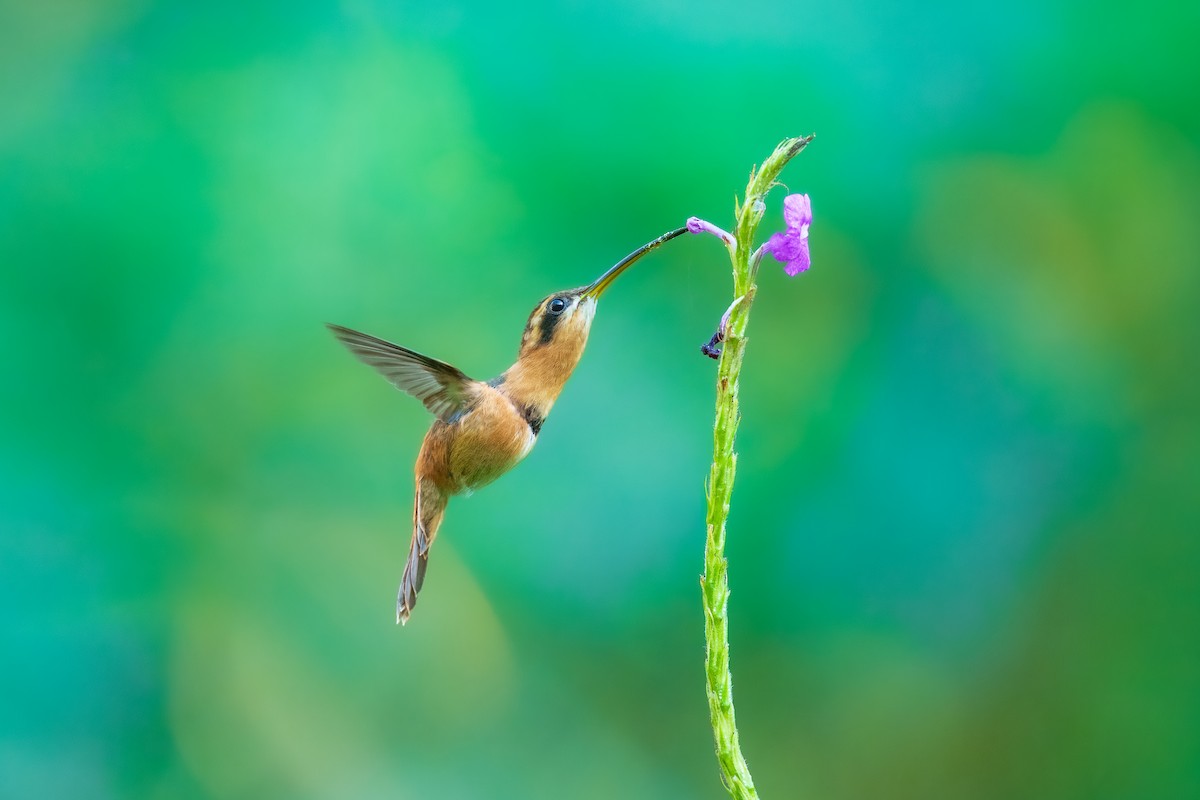 Rotschattenkolibri - ML643695038