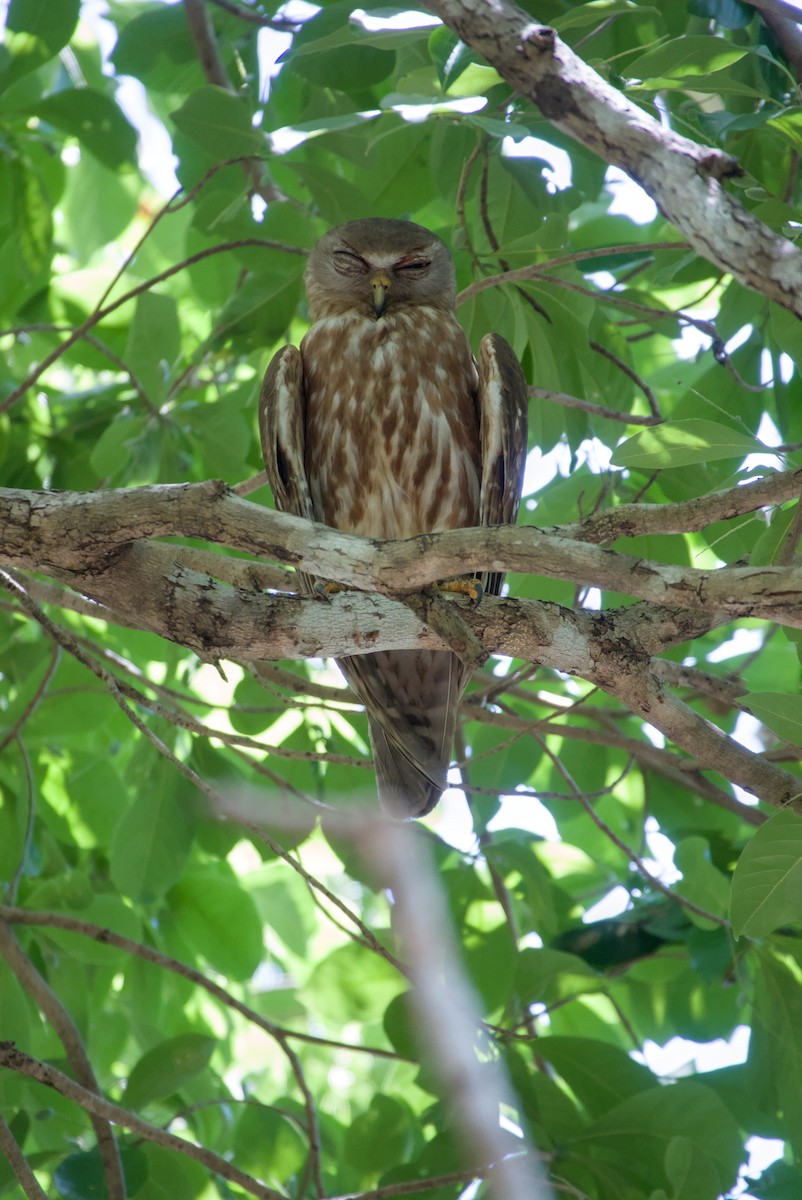 Barking Owl - ML643695069