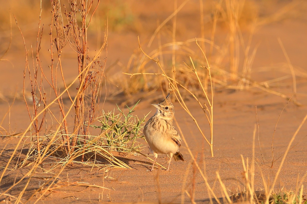 Tepeli Toygar (macrorhyncha/randonii) - ML643695076