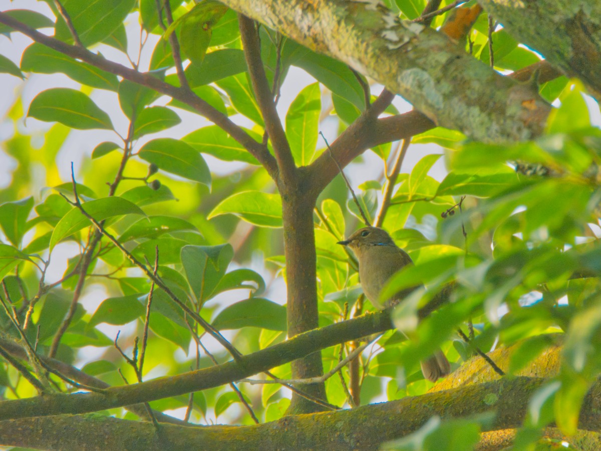 Small Niltava - ML643695100