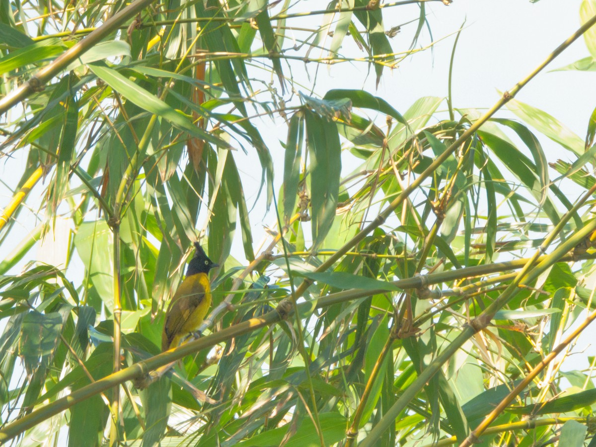 Black-crested Bulbul - ML643695131