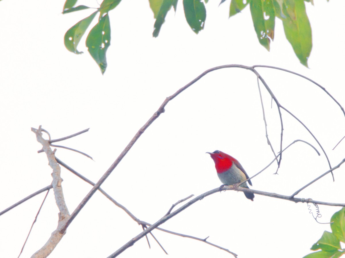 Crimson Sunbird - ML643695132