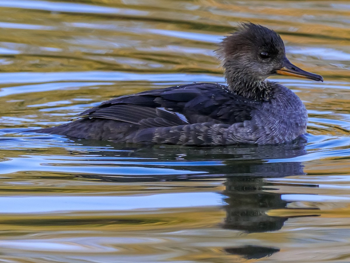 Hooded Merganser - ML643695134
