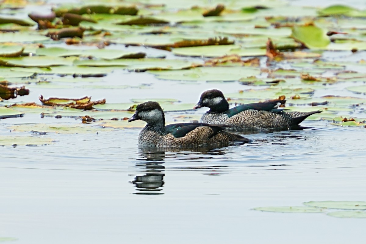 Green Pygmy-Goose - ML643695137
