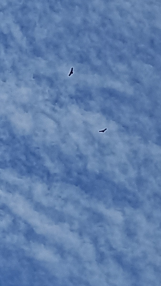 Andean Condor - ML643695142