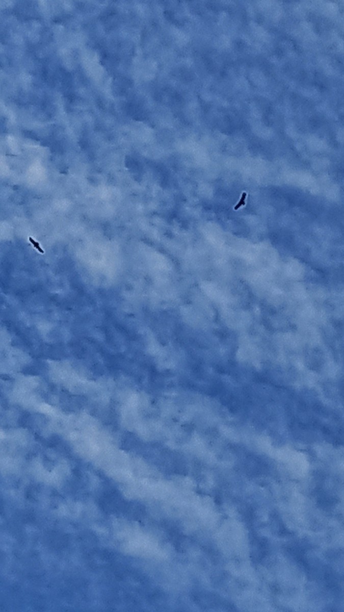 Andean Condor - ML643695143