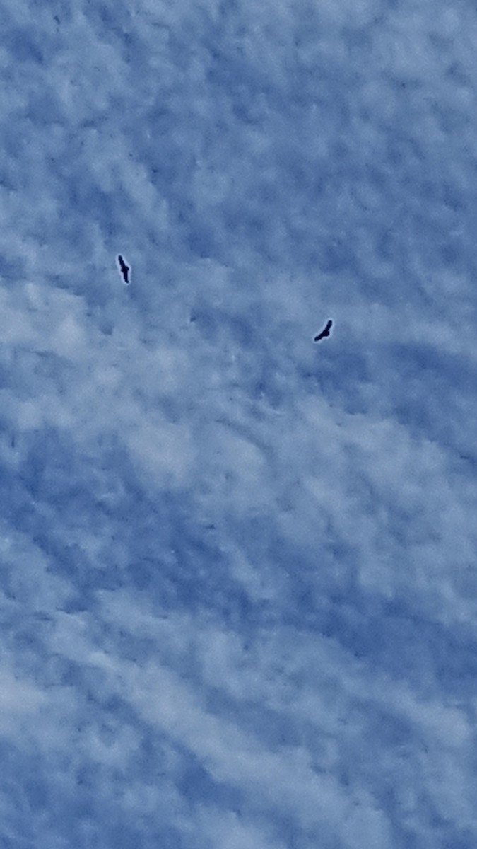 Andean Condor - ML643695144