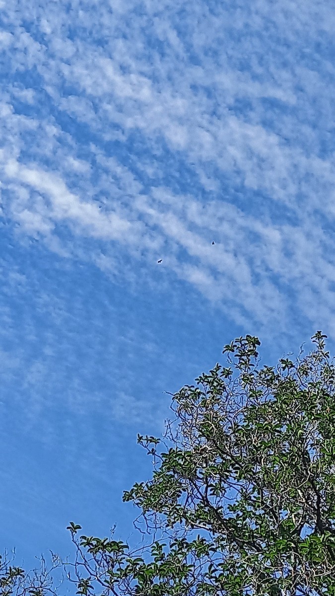 Andean Condor - ML643695145