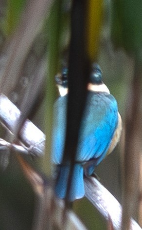 Sacred Kingfisher - ML643695152