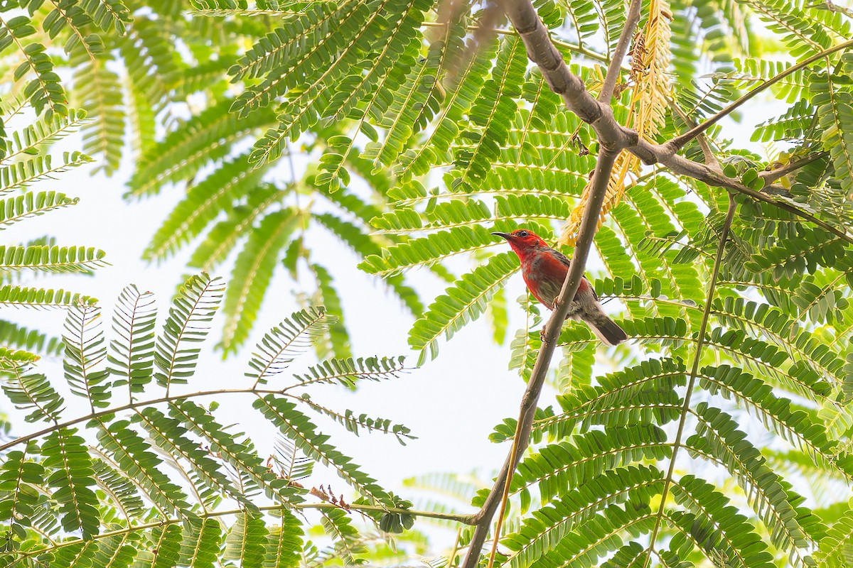 Taliabu Myzomela - ML643695154