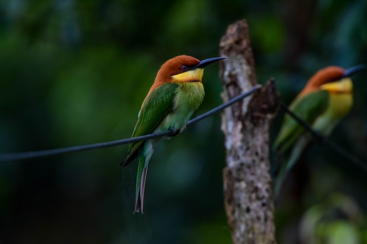 Chestnut-headed Bee-eater - ML643695155