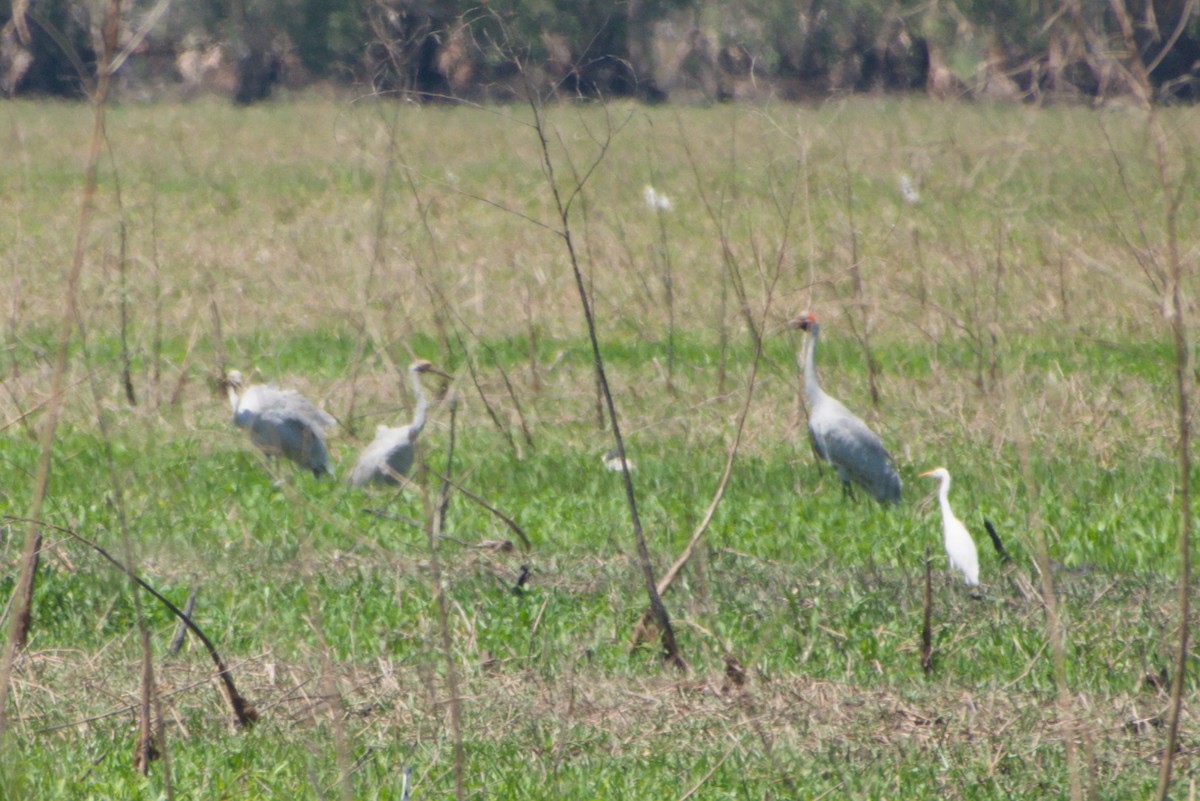 Brolga - ML643695178