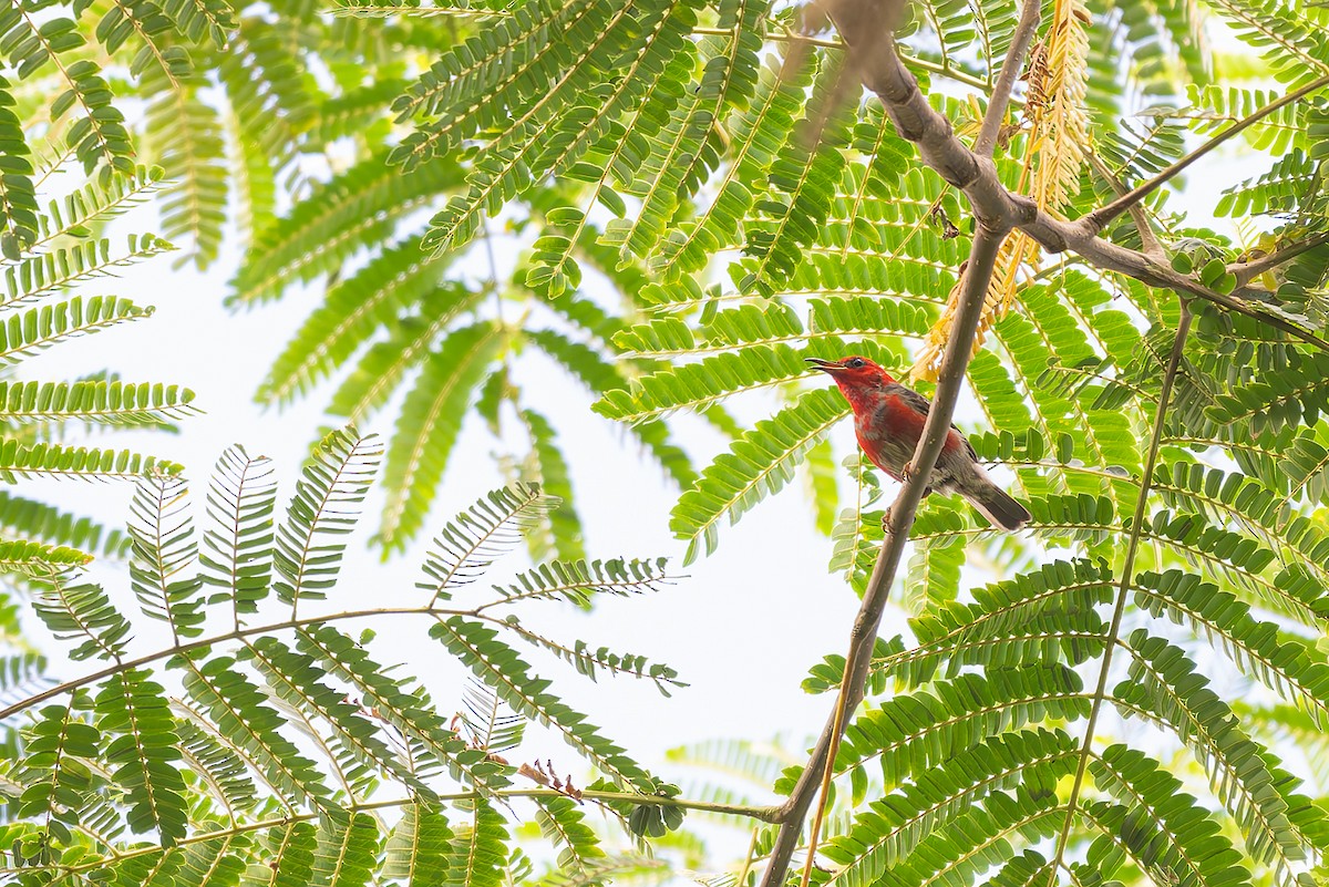 Taliabu Myzomela - ML643695179