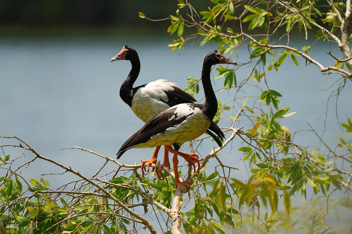Magpie Goose - ML643695181
