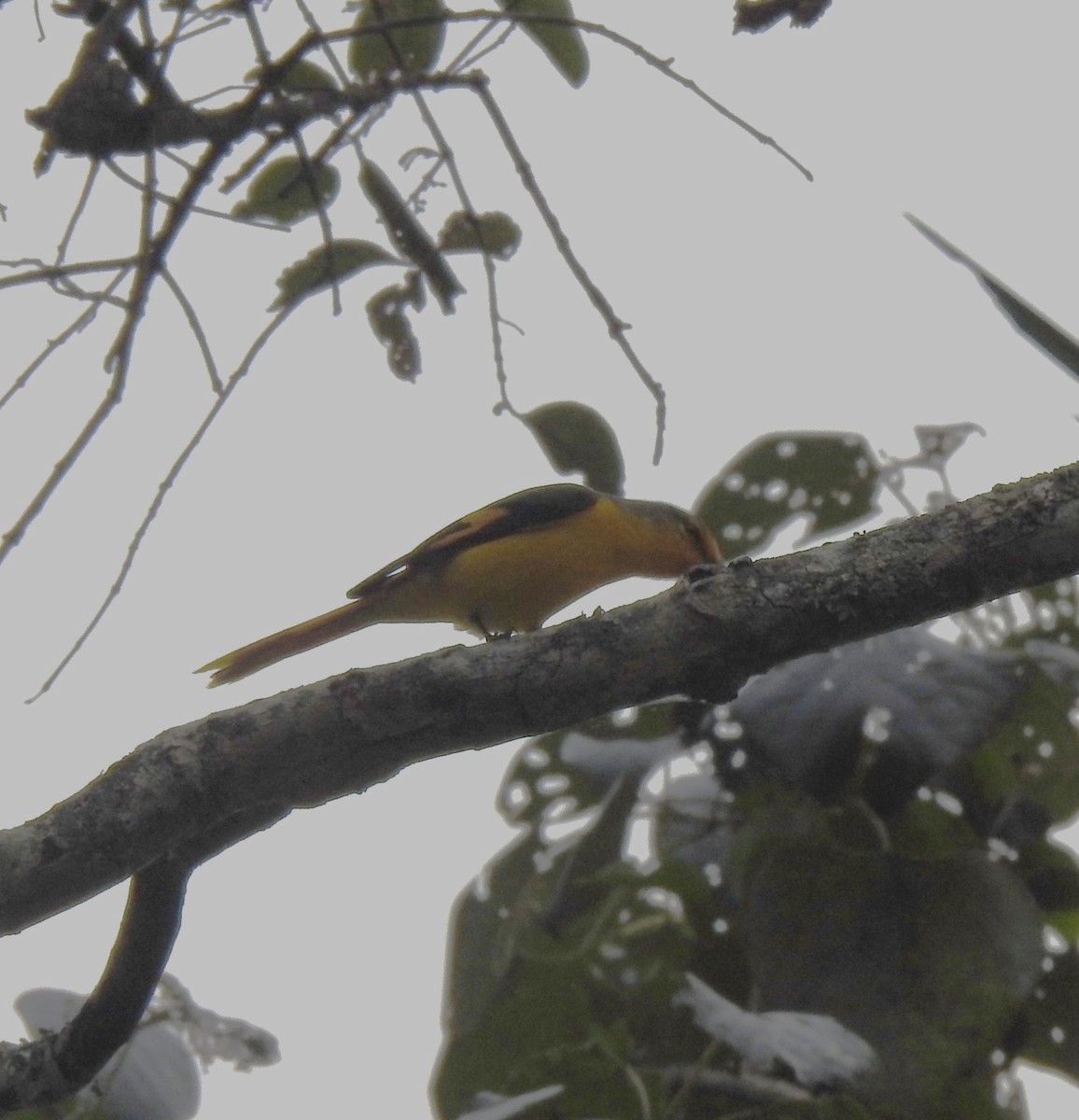 Small Minivet - ML643695197