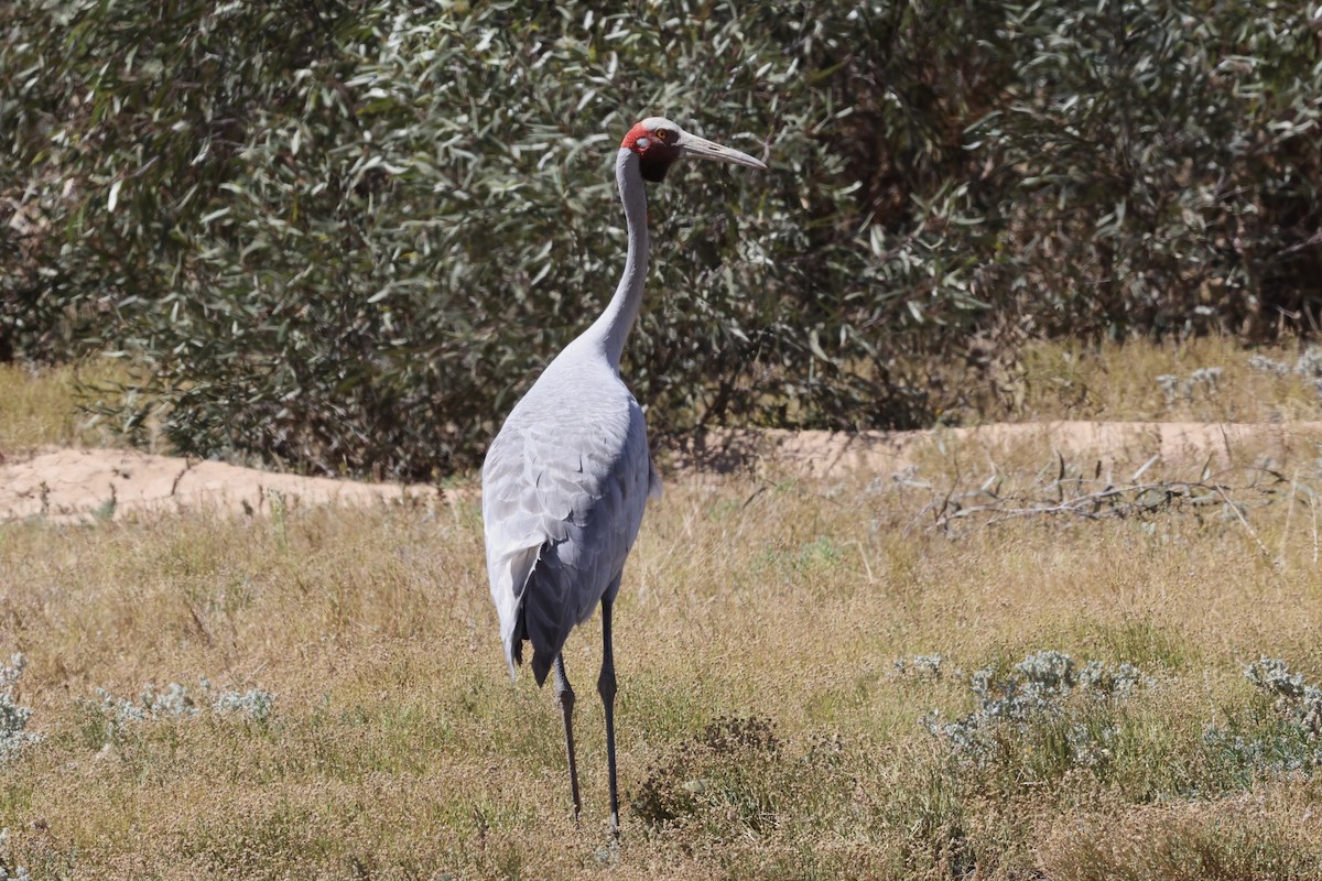 Brolga - ML643695198