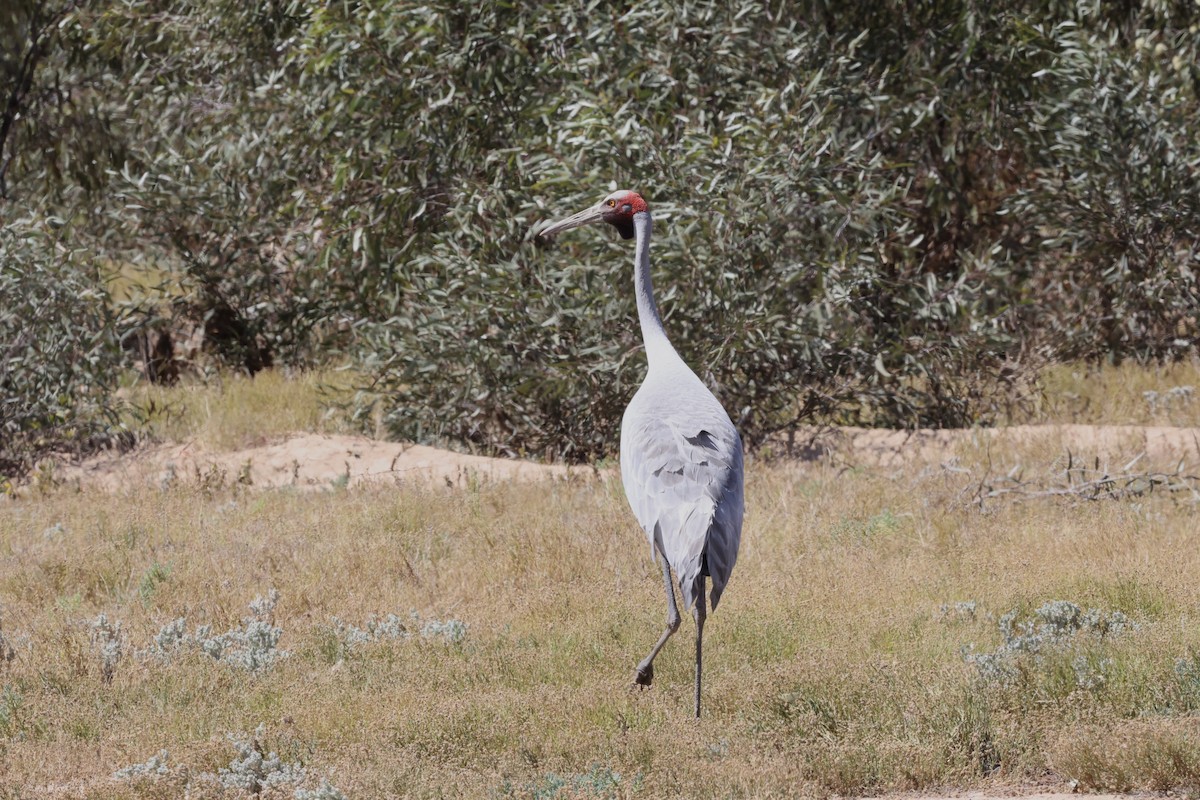 Brolga - ML643695199