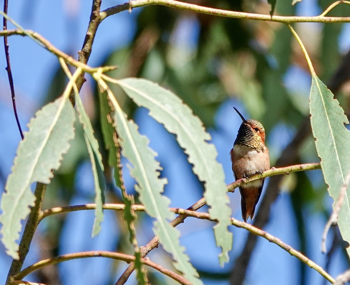 Allen's Hummingbird - ML643695200