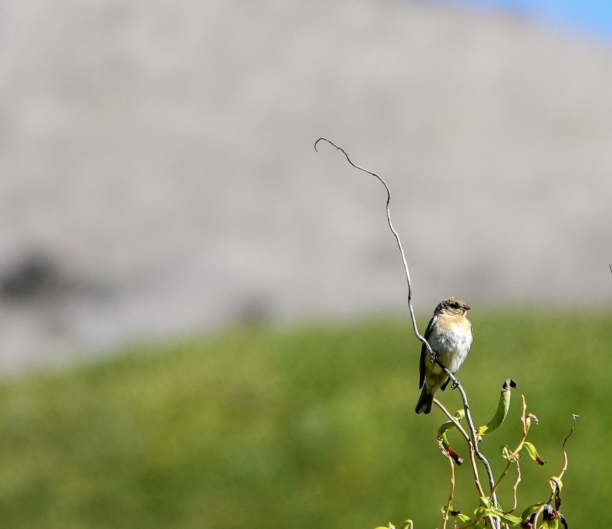Lazuli Bunting - ML643695215