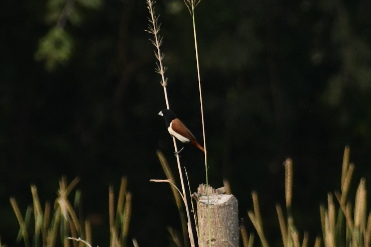Tricolored Munia - ML643695217