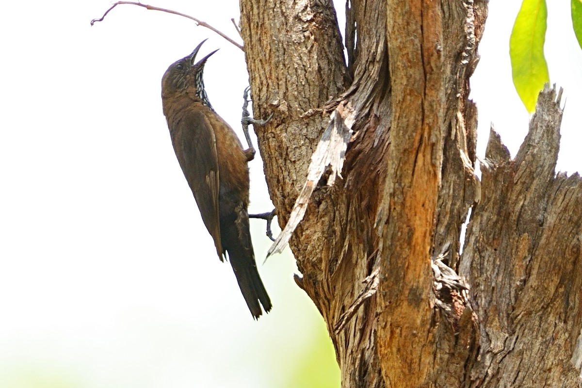Black-tailed Treecreeper - ML643695223