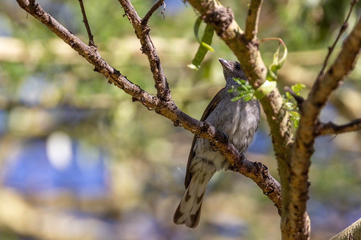 Lesser Honeyguide - ML643695245