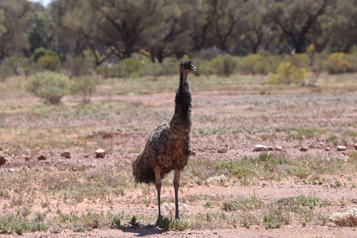 Emu - ML643695251