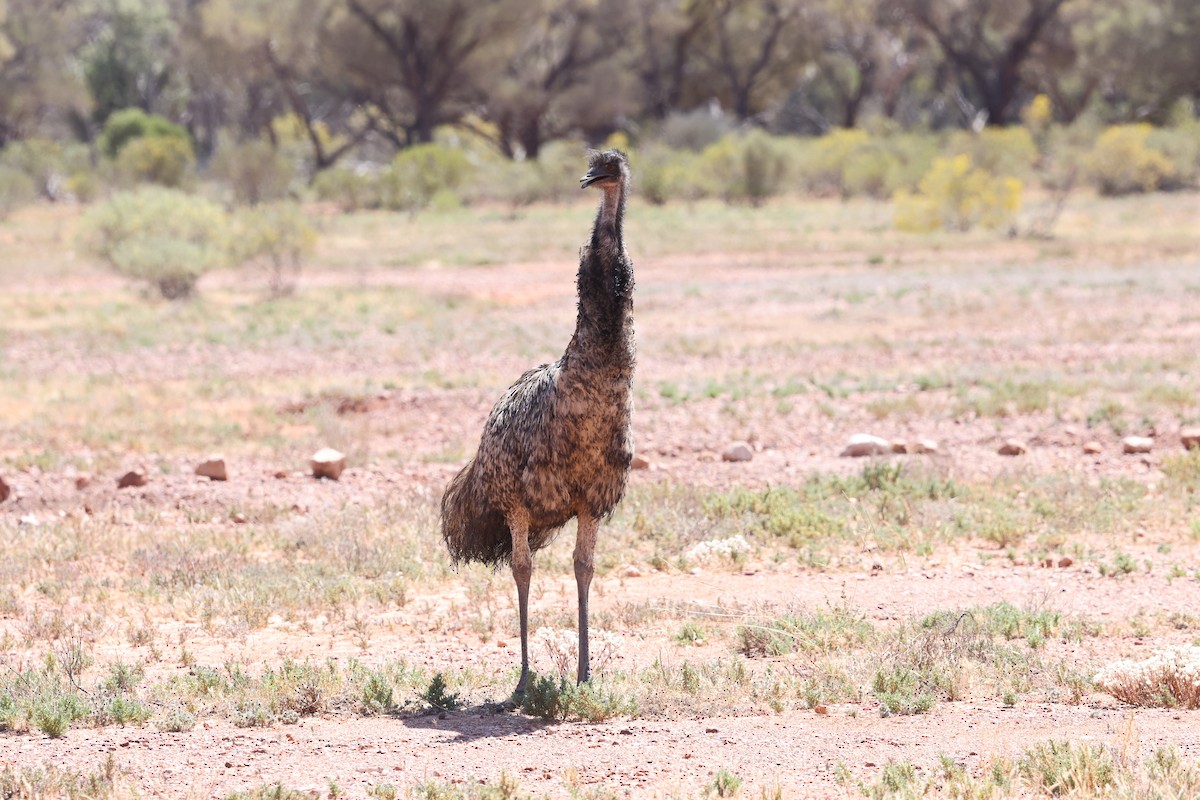 Emu - ML643695252