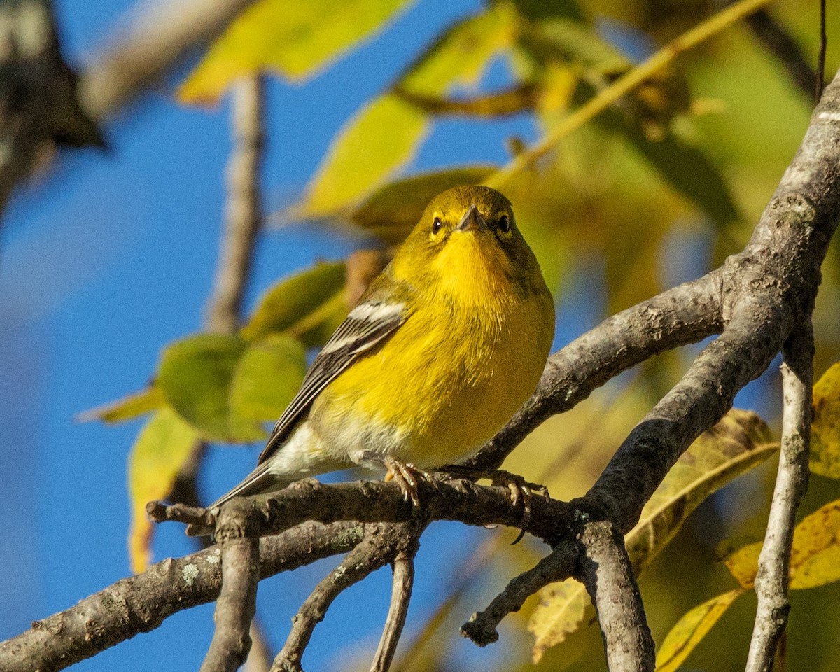 Pine Warbler - ML643695253