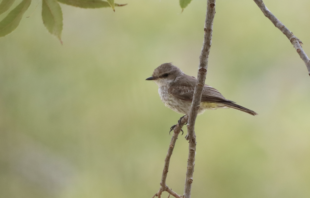 Vermilion Flycatcher - ML643695258