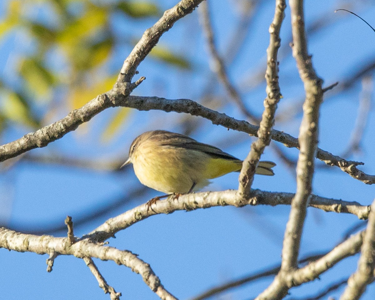 Palm Warbler - ML643695266