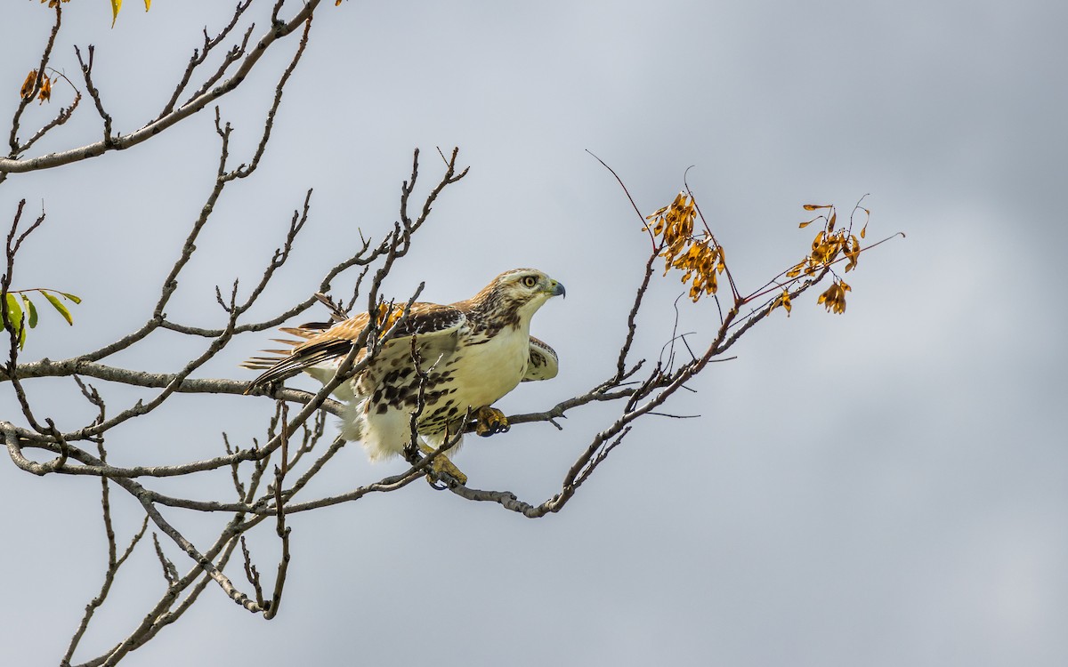 Red-tailed Hawk - ML643695294
