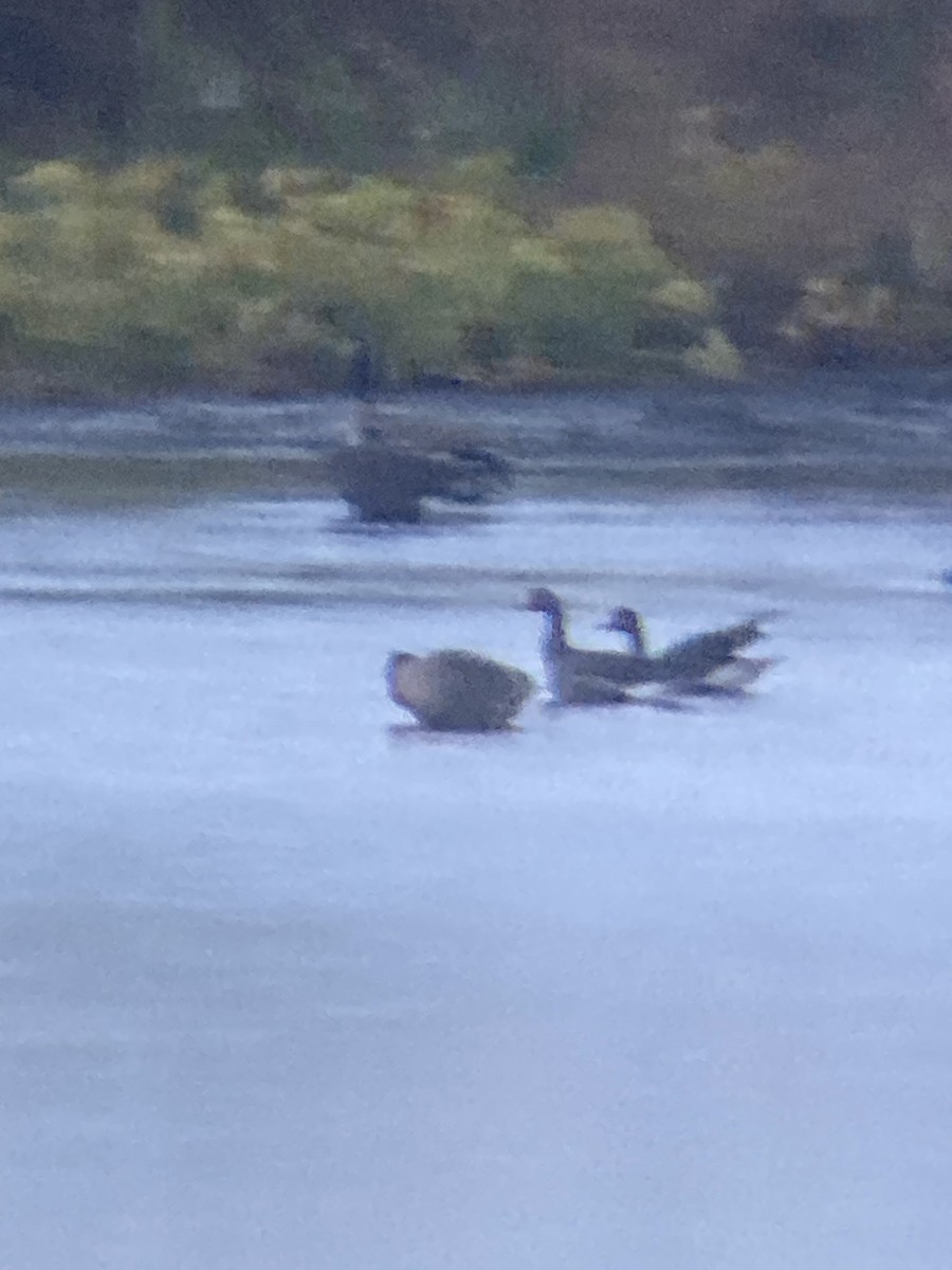 Greater White-fronted Goose - ML643695302