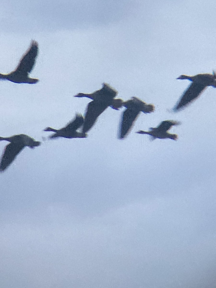 Greater White-fronted Goose - ML643695303