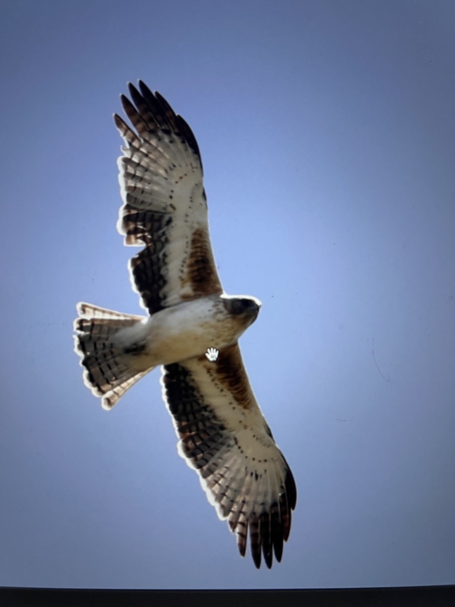 Little Eagle - ML643695306