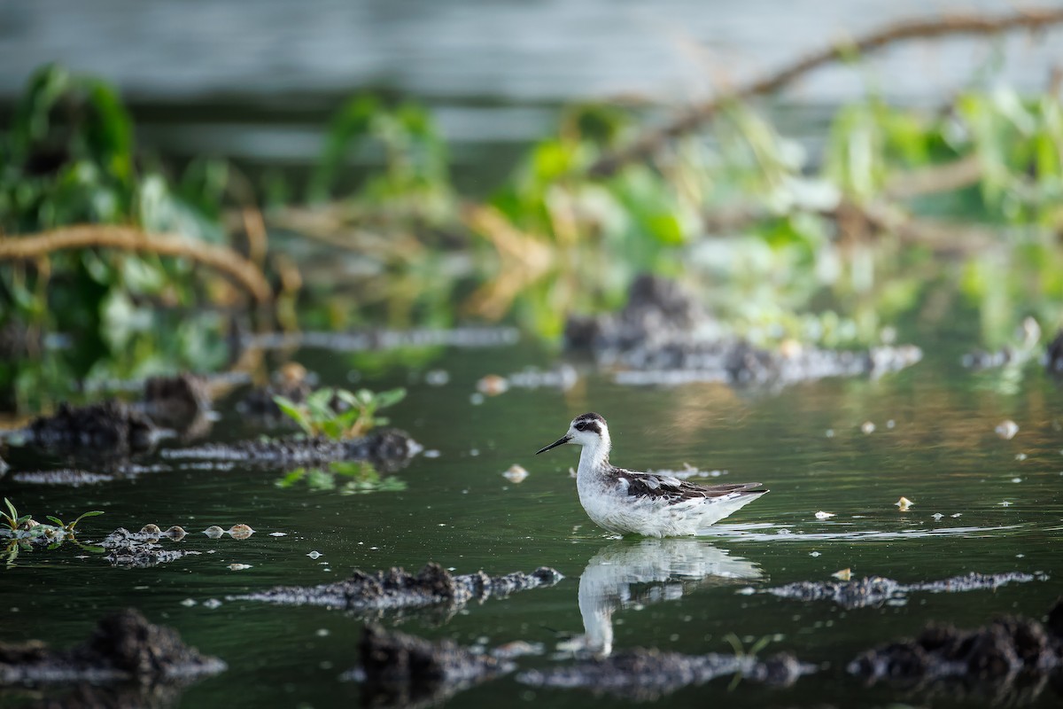Red-necked Phalarope - ML643695307