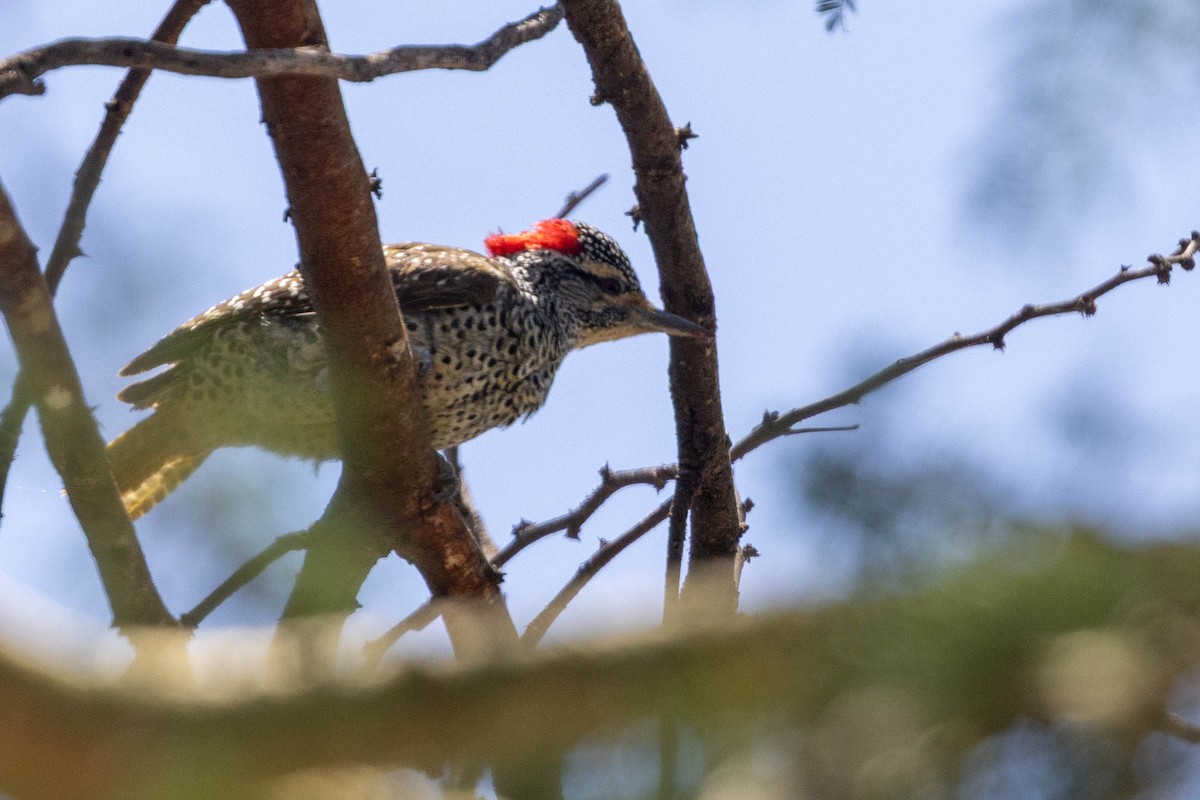 Nubian Woodpecker - ML643695309