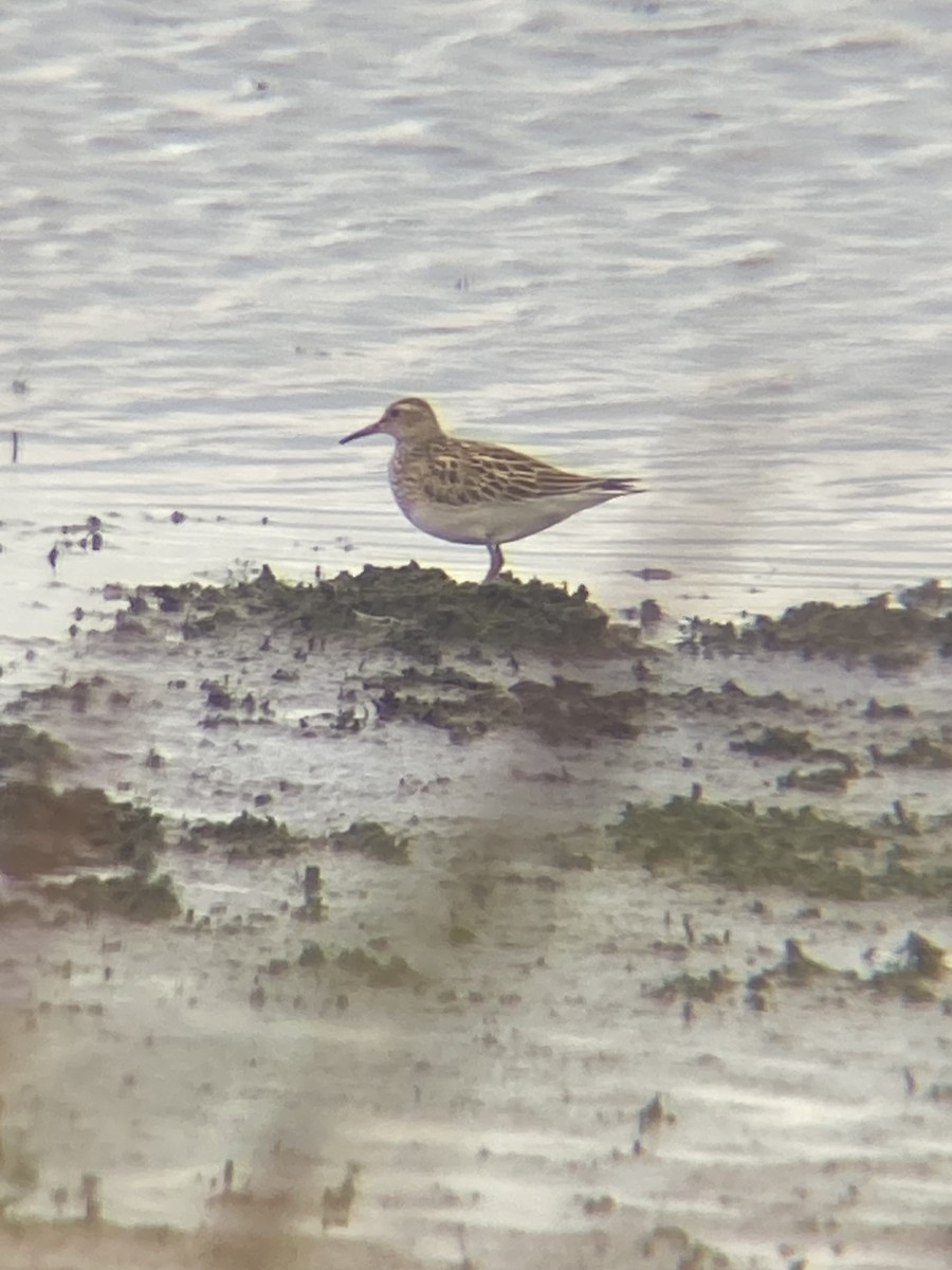 Pectoral Sandpiper - ML643695313