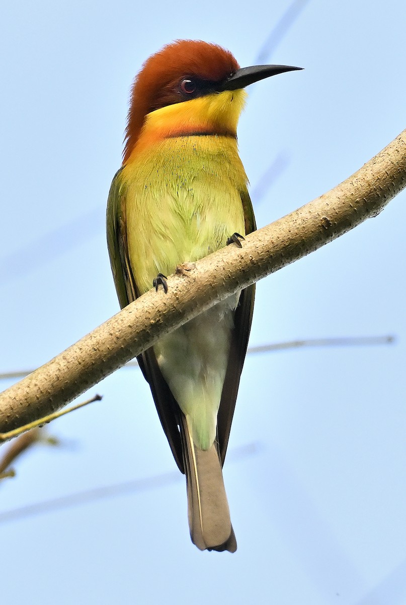 Chestnut-headed Bee-eater - ML643695321