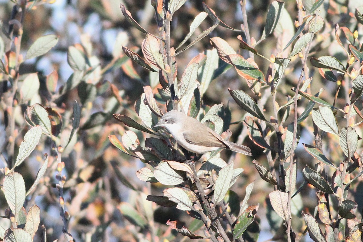 Lesser Whitethroat - ML643695349