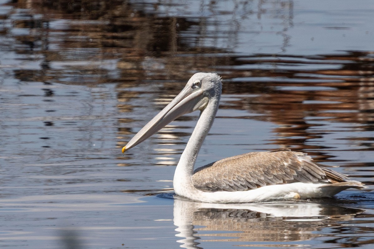 Pink-backed Pelican - ML643695353