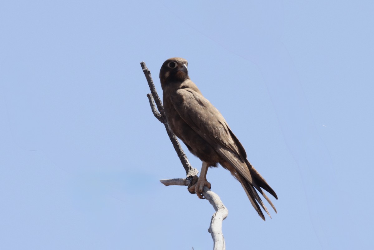Black Falcon - ML643695356