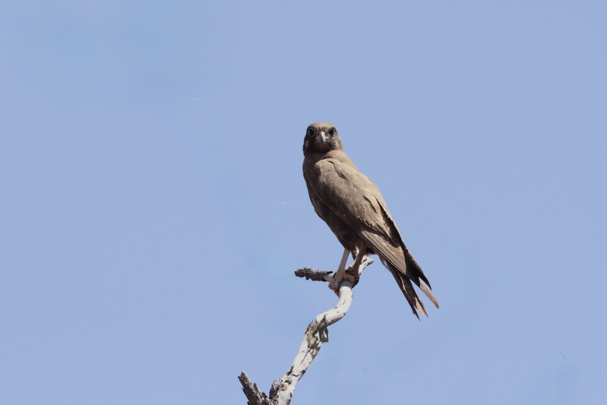 Black Falcon - ML643695357