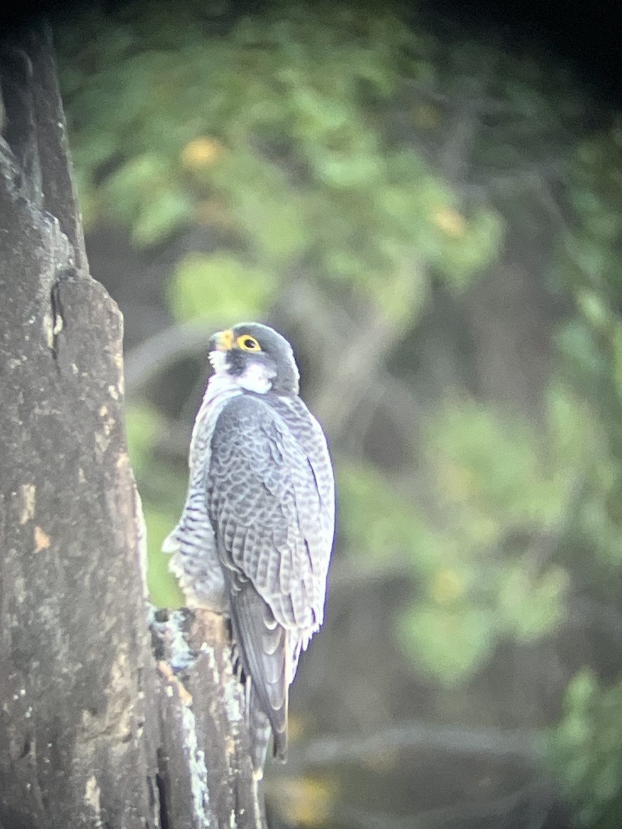 Peregrine Falcon - ML643695378
